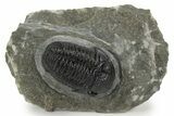 Detailed Gerastos Trilobite Fossil - Morocco #242731-2